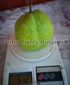 Asian pear Early Shu (Pyrus × bretschneideri Early Shu) - 2 ltr.