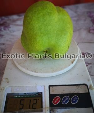 Asian pear Early Shu (Pyrus × bretschneideri Early Shu) - 2 ltr.