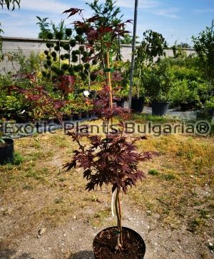 Acer palmatum Atropurpureum - 9 ltr