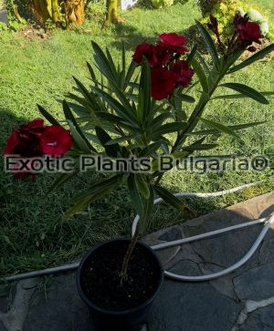 Nerium oleander Rubis - 80 + cm/ 3 ltr