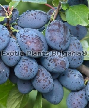 Prunus domestica JOJO - 2 ltr / слива Йо Йо