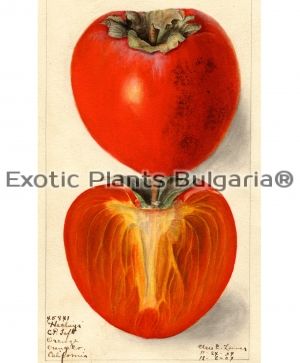 Persimmon - a pack of 40 printable vintage illustrations