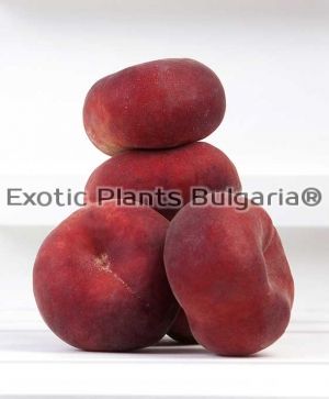 Flat peach - Flatreine (cov) - REGALCAKE ® 0798 - плоска праскова 