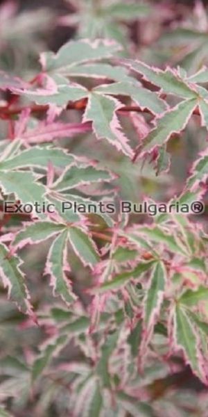 Acer palmatum Butterfly - 3 ltr. pots
