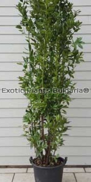 Laurus nobilis 35 ltr. pots/ Дафин / Лаврово дърво