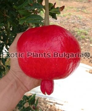 Пресни плодове сладко - кисел нар Acco 117 ( 10 кг)