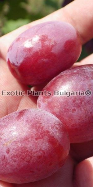 Grape Shtur Angoor / Штур Ангур - лоза  - 2 ltr