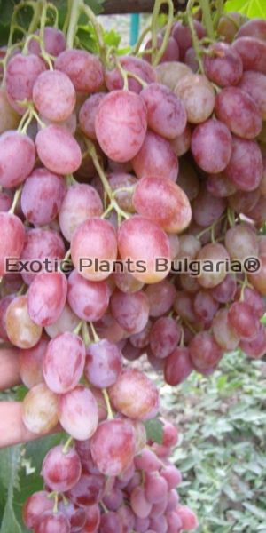 Grapes Afuz Ali Pink / Афуз Али розов - 2 ltr