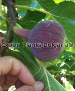 Ficus Carica - Sultane De Marabout - 5 ltr