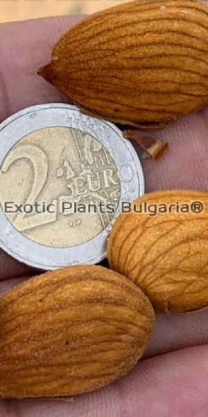 Almond cultivars ISABELONA / Бедем сорт Изабелона