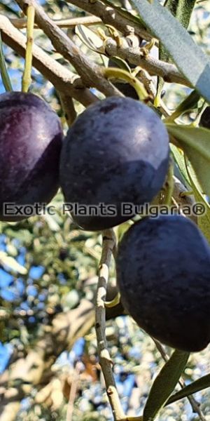 Olive tree Megaron, маслина Мегарон - 200+ cm