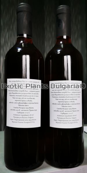 Pomegranate wine 100% - 0,750 ltr