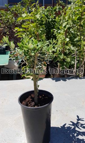 Olive tree / Маслиново дърво 2 ltr