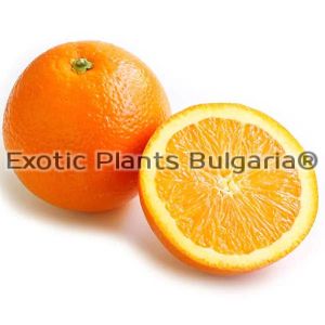Citrus Sweete orange Fukumoto - 15 ltr.