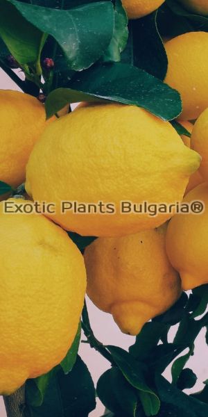 Citrus Lemon Zabetaki - 15 ltr