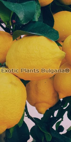 Citrus Lemon Zabetaki - 8 ltr