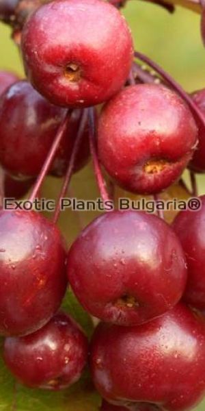 Malus x Coccinella var. Courtarou INRA 15 ltr.