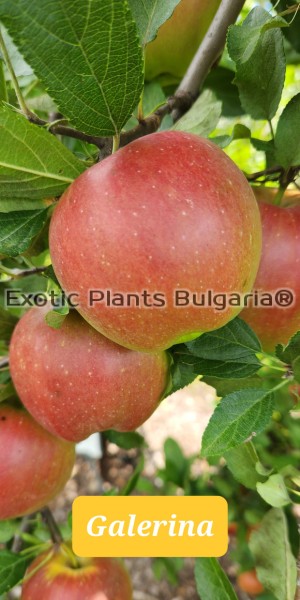 Apple Galarina 3 ltr.