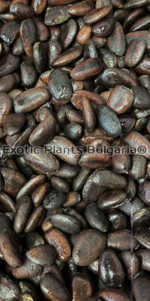 Asimina triloba seeds/ Азимина трилоба - семена 25pcs. / 2024/