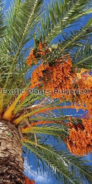 Phoenix canariensis, 10 броя пресни семена от Канарска финикова палма 