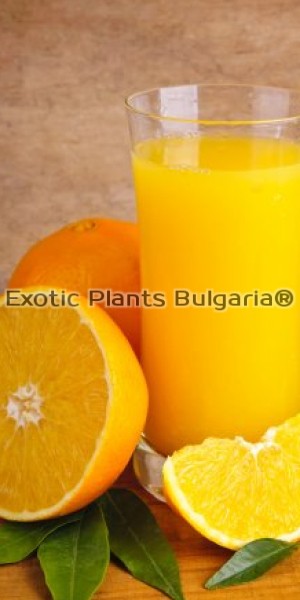 Fresh Portokal / Фреш Портокал / 1 литър