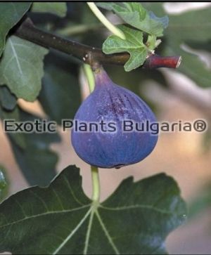 Ficus Carica - Black Mission - 5 ltr.pots