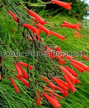 Russelia equisetiformis - Springbrunnenpflanze