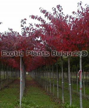 Prunus Pissardi Nigra - 140/170 см