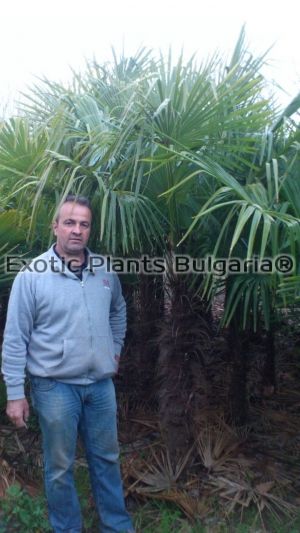 Trachycarpus fortunei - размер стъбло - 200 см