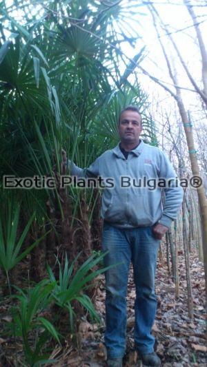 Trachycarpus fortunei - размер стъбло - 200 см