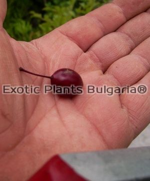 Prunus Pissardi Nigra - 140/170 см
