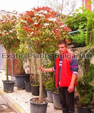 Photinia Red Robin - Topiary 30 ltr pots