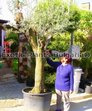 Olive tree Halkidiki 180 ltr. pots
