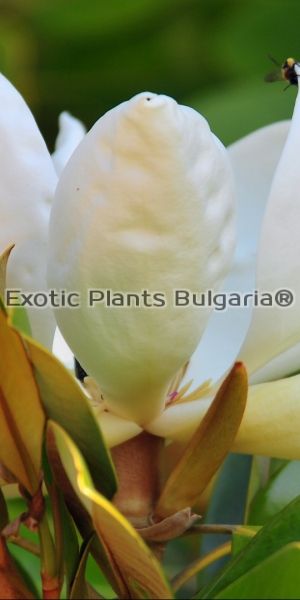Magnolia grandiflora Gallisoniensis - 220/250 cm