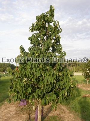 Asimina Triloba Pawpaw seed plants - Hardy to -32° 