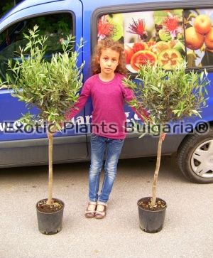 Olive tree Frantoio - Ball - 5 ltr