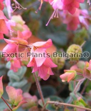 Dittany of Crete - Magickal Love Herb - Origanum dictamnus