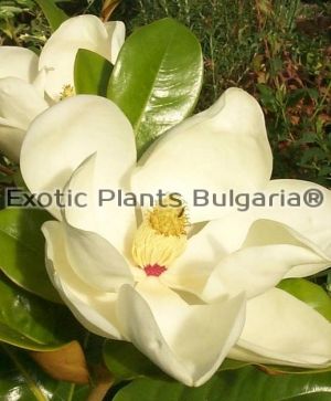 Magnolia grandiflora Gallisoniensis -160 cm +