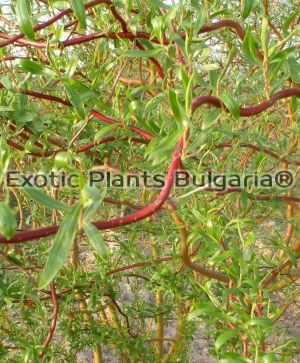 Salix matsudana 'Tortuosa' - 5 lit. pots