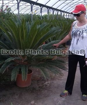 Sago Palm, Cycas revoluta big tree