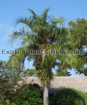 Butyagrus nabonnandii (Mule Palm) 