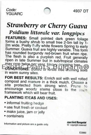 Strawberry Guava - 7C - 1.2 ltr pots