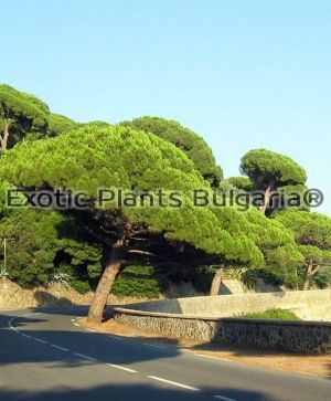 Pinus Pinea - 2 ltr. pots