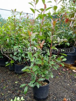 Photinia Red Robin - 7 ltr pots