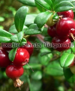 Lingonberry "Red Pearl" - 2 ltr