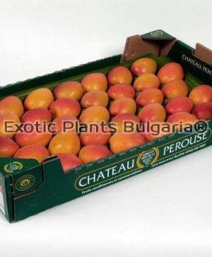 Apricot Wonder COT ® Bare root