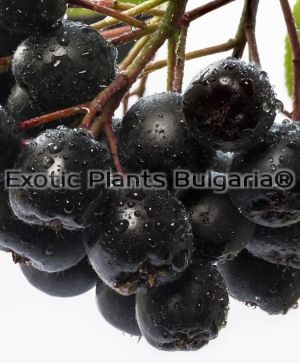 Aronia - Black Chokeberry Hugin 3 ltr