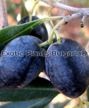 Olive Megara 3 ltr pots