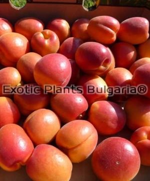 Apricot TSUNAMI® - Bare root