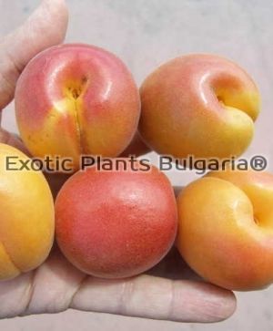 Apricot TSUNAMI® - Bare root